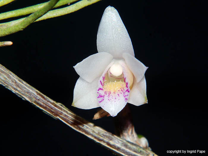Dendrobium_sociale