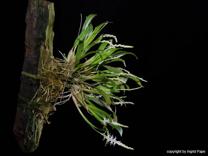 Dendrochilum_pumilum_Habitus