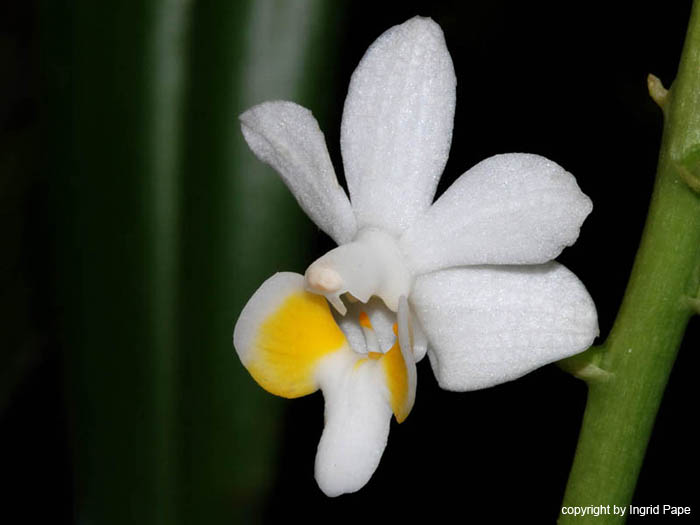 Doritis_Pilcherrima_var_alba