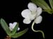 Amesiella_monticola