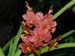 Ascocenda_Vanda_Alicia_Ono_x_Ascocenda_Wilas