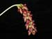 Bulbophyllum_triste