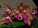 Cattleya_bicolor