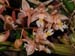 Chelonistele_sulphurea