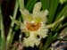 Chondrorhyncha_amabilis