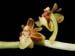 Cleisostoma_duplicilobum