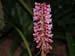 Coelia_macrostachya