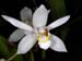 Coelogyne_flaccida