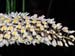 Coelogyne_multiflora
