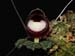 Corybas_pictus2