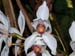 Cymbidium_erythrostylum