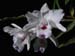 Dendrobium_annae