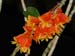 Dendrobium_chrysopterum