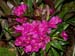 Dendrobium_laevifolium