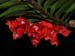 Dendrobium_lawesii
