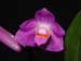 Dendrobium_malvicolor