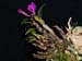 Dendrobium_malvicolor_Habitus