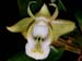 Dendrobium_olivaceum