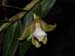Dendrobium_olivaceum2