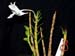 Dendrobium_parthenium_Habitus