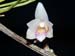 Dendrobium_sociale