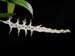 Dendrochilum_pumilum