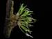 Dendrochilum_pumilum_Habitus