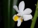 Doritis_Pilcherrima_var_alba
