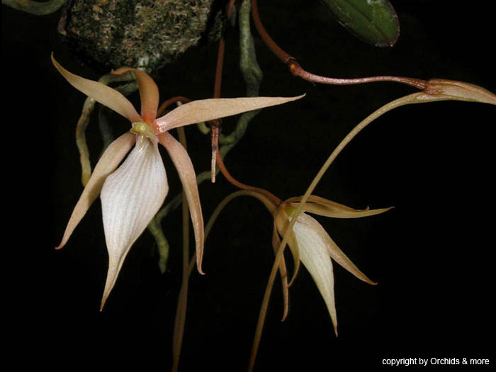 Aerangis_distincta