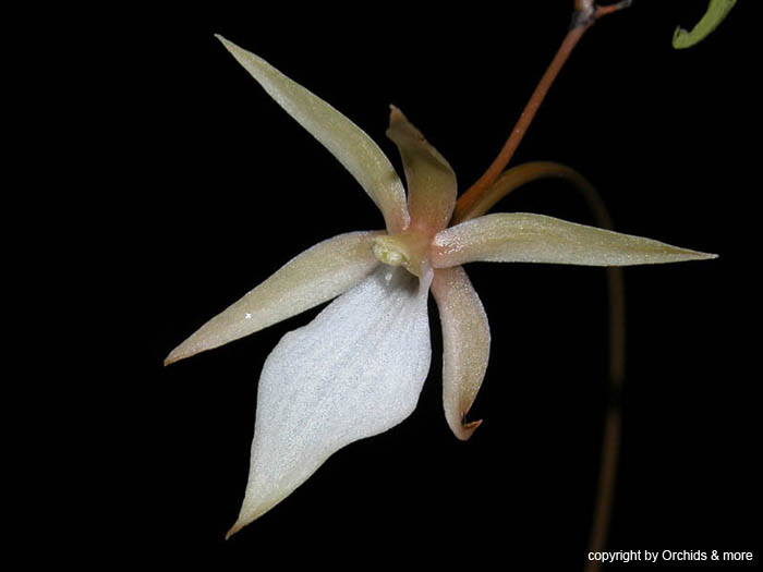 Aerangis_umbonata