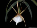 Angraecum viguieri