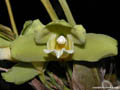 Bifrenaria fuerstenbergianum alba