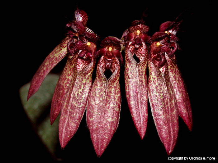 Bulbophyllum_longiflorum