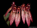 Bulbophyllum longiflorum