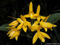 Cattleya aurantiaca yellow
