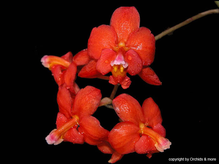 Cochlioda_noezliana