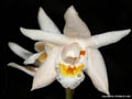 Coelogyne elata