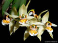 Coelogyne lentiginosa