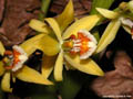 Coelogyne lentiginosa