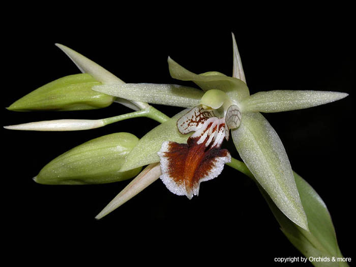 Coelogyne_spec