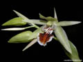 Coelogyne lentiginosa