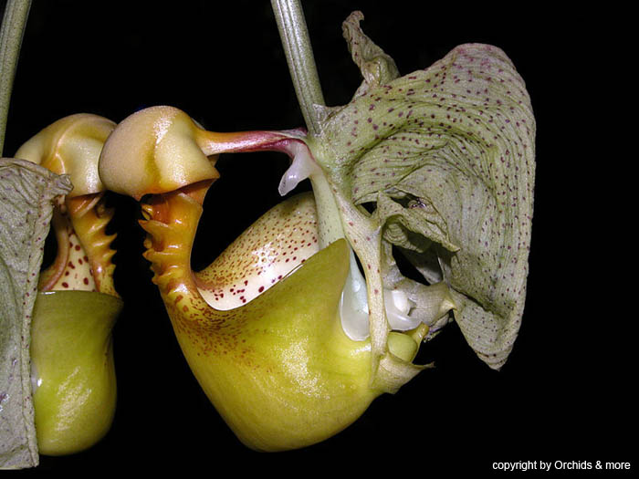 Coryanthes_macrantha