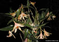Dendrobium schrautii
