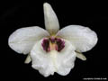 Dendrobium albosanguineum