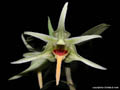 Dendrobium ayubii