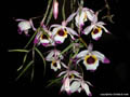 Dendrobium falconeri