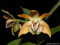 Dendrobium fleckeri