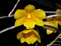 Dendrobium hancockii dwarf
