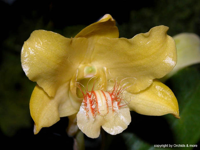 Dendrobium_lowii