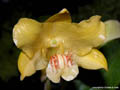 Dendrobium lowii